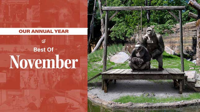 Image for article titled Our Annual Year: Best Of November