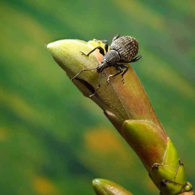 A vine weevil on a plant in Devon, England.
