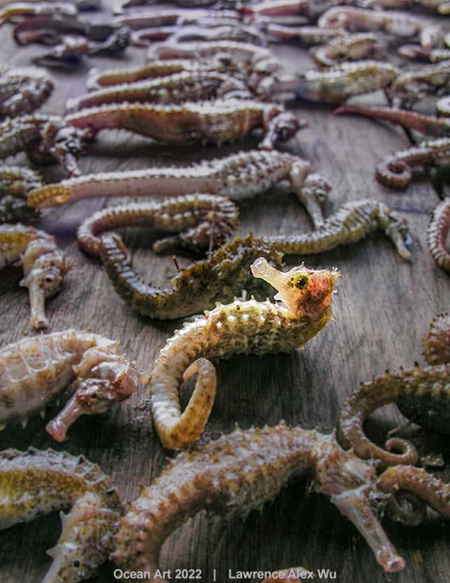 Image for article titled The Most Dazzling Ocean Photos of the Year
