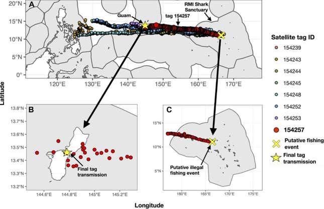Grey shark tag tracking