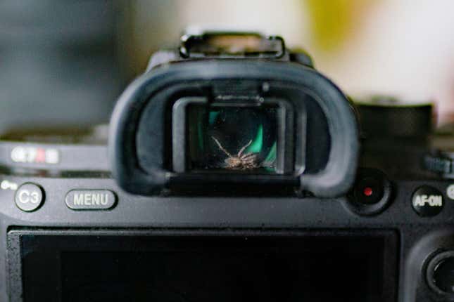Imagen para el artículo titulado Un fotógrafo encuentra una araña viviendo en el visor de su cámara