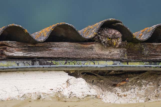 An owl takes shelter under the roof of a house.
