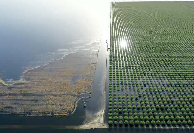 Waters surround pistachio trees and farmland near Corcoran, CA on April 26, 2023. 