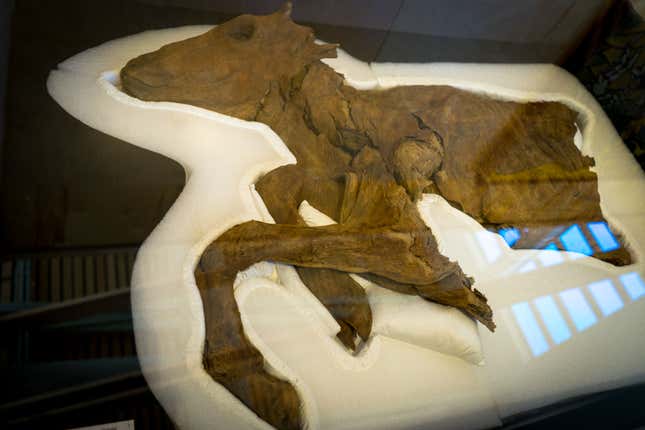 The mummified caribou at the unveiling.
