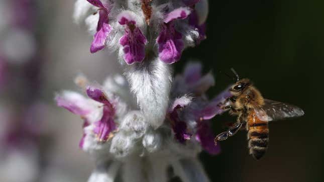 Honeybee on purple and white flower