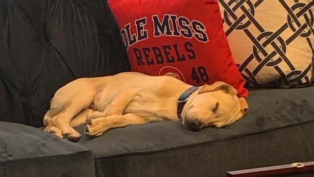 Image for article titled The best Twitter account of the summer is Lane Kiffin’s dog