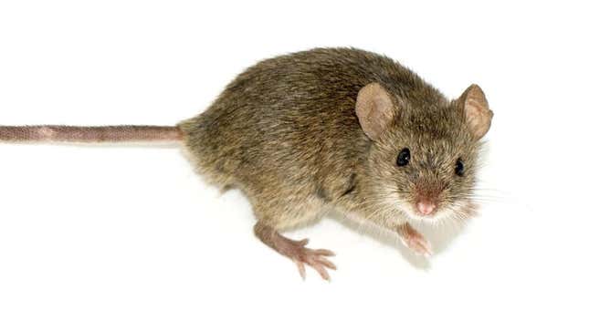 Imagen para el artículo titulado Un experimento científico logra que ratones produzcan esperma de rata