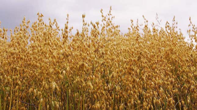 A field of oats