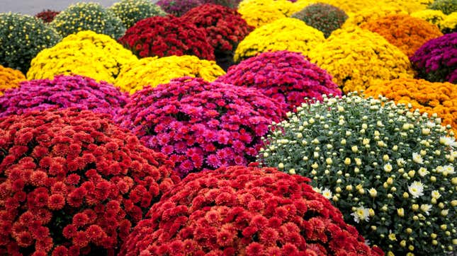 Image for article titled Don&#39;t Throw Out Your Fall Mums
