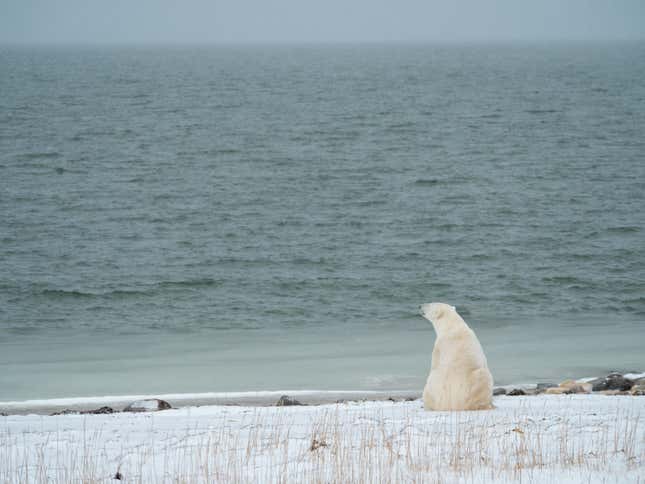 A polar bear looking out at open water under a stormy sky.