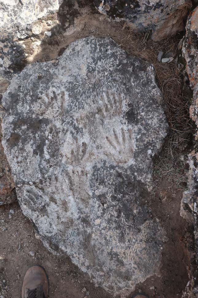 The fossil prints