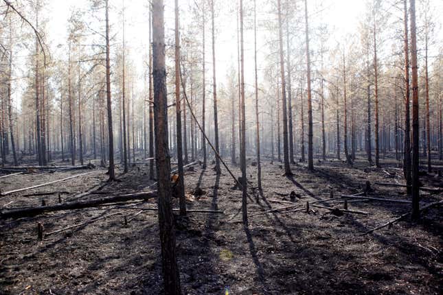 General view of a forest after one of the major wildfires in Angra, Ljusdal municipality, Sweden on July 22, 2018.