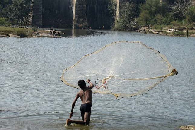 Experts point out that juvenile catch could result in fish extinction and impact profits of fishermen.