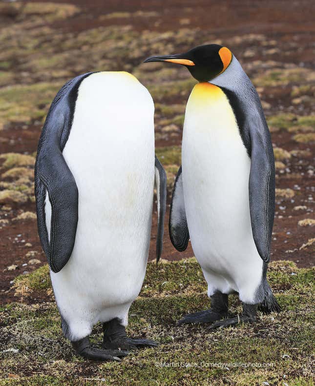 Two king penguins. One appears to be headless.