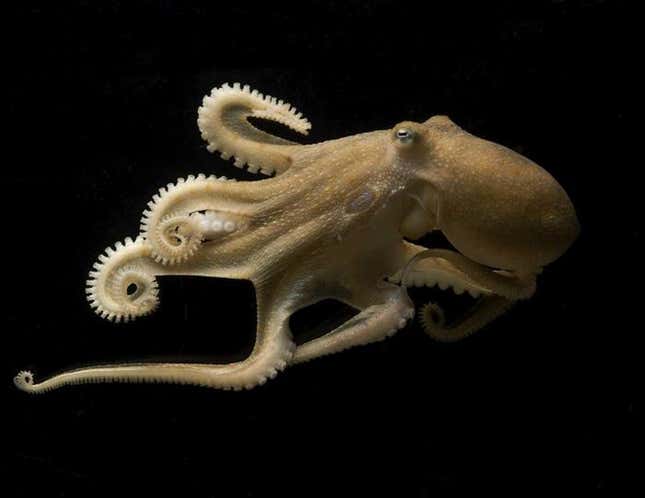 A California two spot octopus (Octopus bimaculoides).