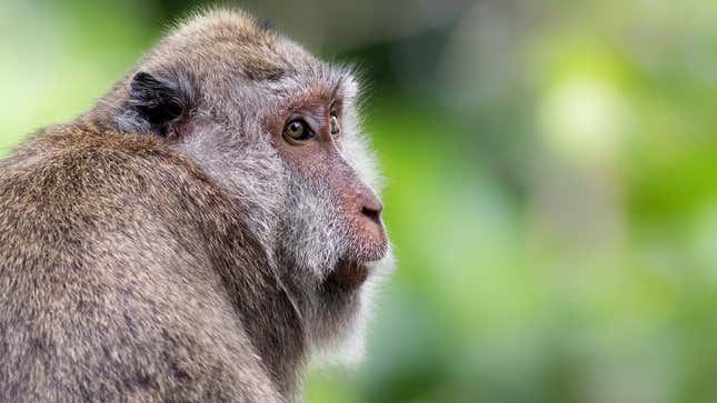 Neuralink Monkeys Reveal What It’s Like Working With Elon Musk