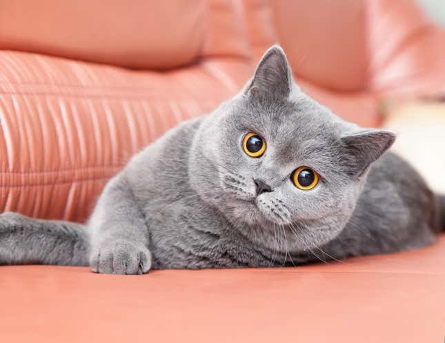 Photo of gray cat