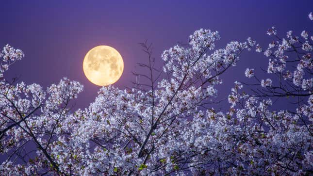 Image for article titled When to See April&#39;s Full Pink Moon at Peak Brilliance