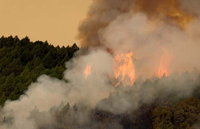 Trees burn in a forest fire in La Esperanza on the island of Tenerife, Canary Islands, Spain August 17, 2023.