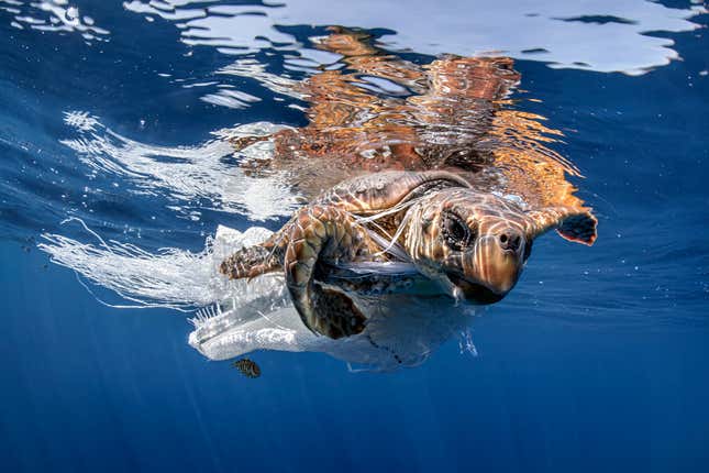 A turtle tangled in a plastic bag. 