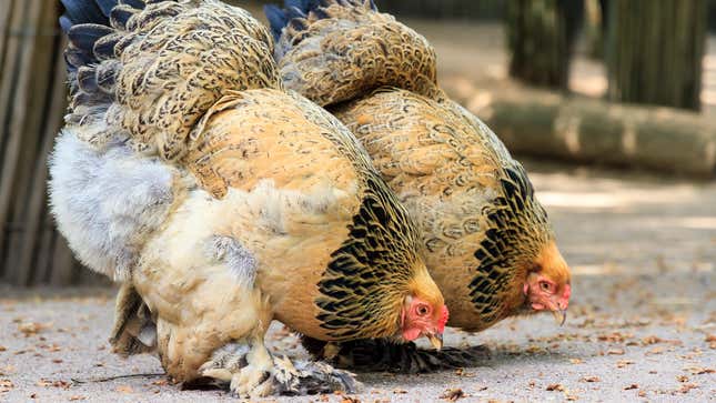 Image for article titled 16 of the Best Backyard Chicken Breeds If You’re About That Life