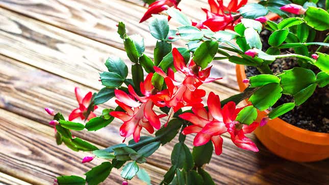 Image for article titled How to Tell the Difference Between a Thanksgiving Cactus and a Christmas Cactus, and Why It Matters