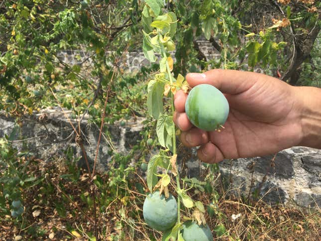 A species of maracuja, or passion fruit, native to the Pedregal grows in Pedro Camarena's demonstration garden on the UNAM campus.