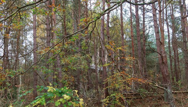 Image for article titled I Visited An Abandoned Nazi Vacation Spot After My $600 Minivan Stranded Me In Sweden