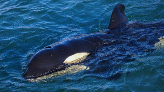Una orca adulta, acercándose a la superficie para respirar.