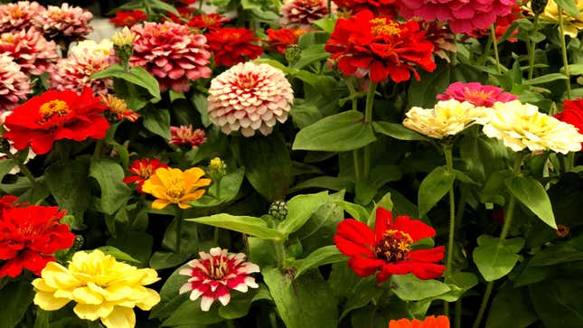 Image for article titled 19 of the Easiest Flowers to Grow From Seeds (for People Who Always Kill Plants)