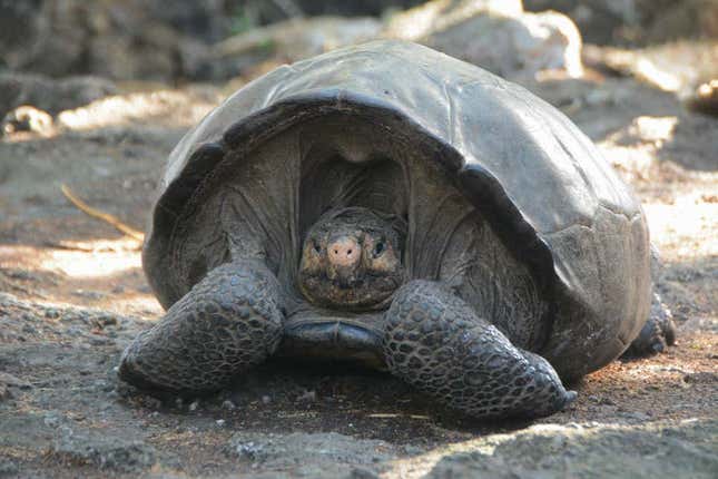 Imagen para el artículo titulado La tortuga gigante &#39;extinta&#39; se estaba relajando en una isla