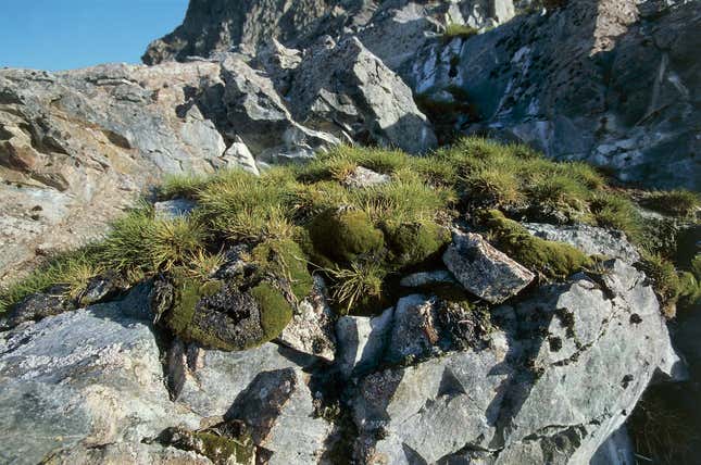 flowers-growing-in-antarctica-are-the-latest-sign-of-environmental