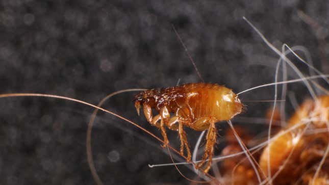 A cat flea (Ctenocephalides felis). These bloodsucking parasites might be responsible for the growing resurgence of flea-borne typhus in LA.