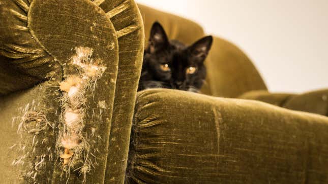Image for article titled The Easiest Ways to Fix Cat Scratches on Your Furniture
