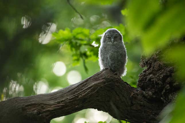 A tawny owl in East Sussex.