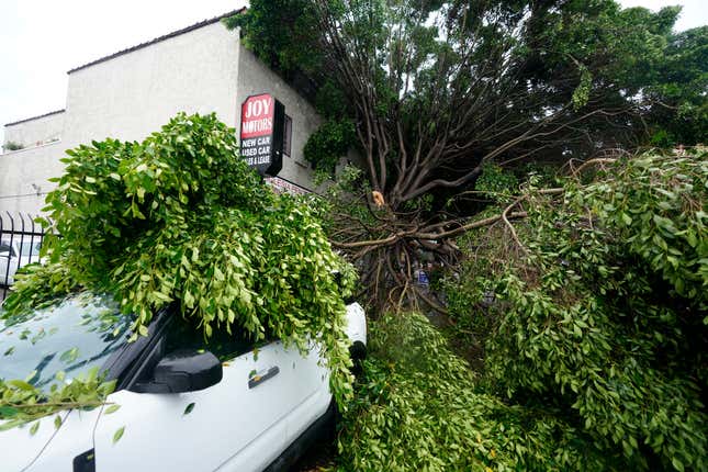 A fallen tree lies on a parked car on Sunday, August. 20, 2023, in Los Angeles.