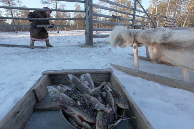 Image for article titled Photos: The gorgeous simplicity of life as a Siberian nomad