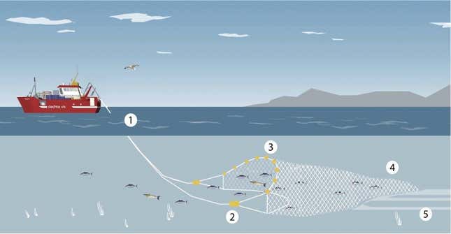 Trawl fishing method.