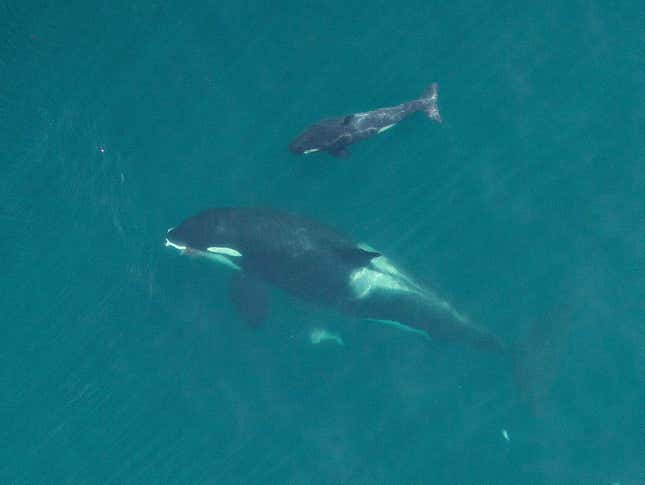 L91 eats a salmon while her calf swims close by. NOAA says: “This fish was caught and given to her by other members of the family group, showing that relatives help her as she cares for her calf.”