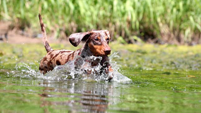 Image for article titled Don&#39;t Let Your Dog Swim in Green Water
