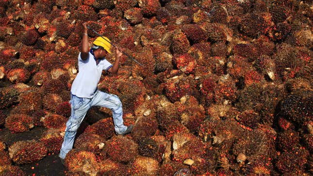 palm oil fruit