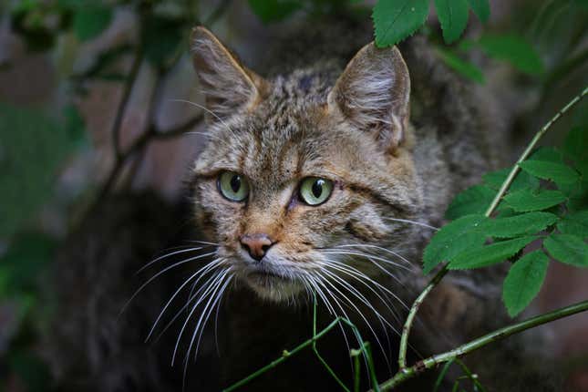 En Nueva Zelanda hay un concurso para matar gatos