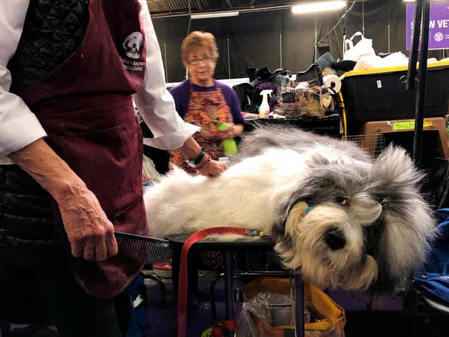 Image for article titled King’s realm: Behind the scenes at the Westminster Dog Show