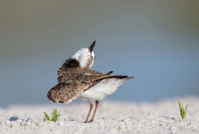 Image for article titled Photos: The beautiful birds that may soon be lost to climate change