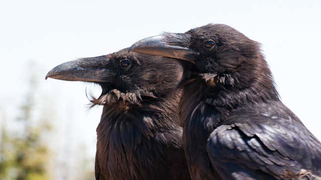 Image for article titled How to Befriend Crows and Turn Them Against Your Enemies