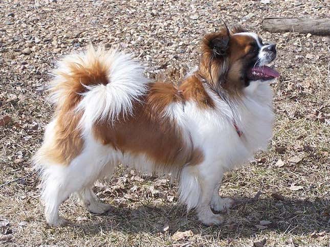 A Tibetan spaniel.