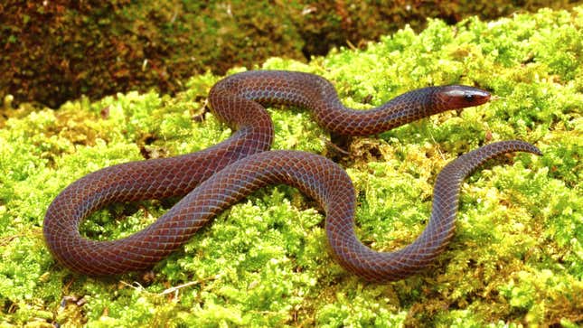 A dwarf reed snake photographed by the scientists. 