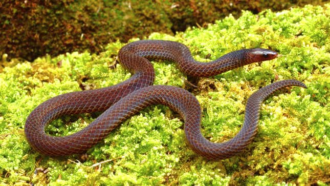 A dwarf reed snake photographed by the scientists.