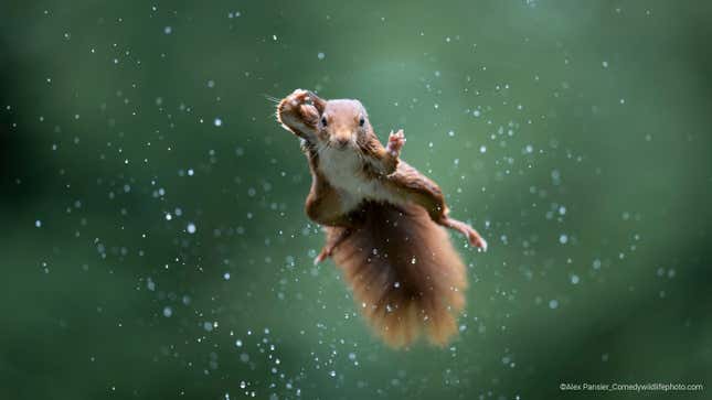 A red squirrel jumping during a rainstorm.