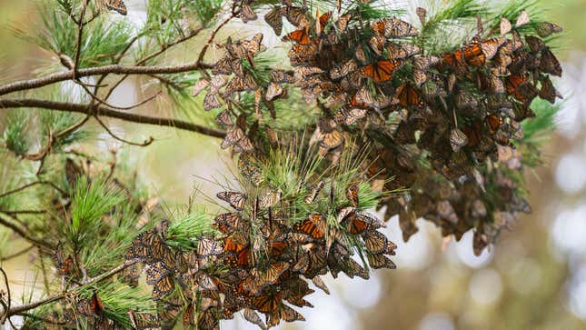 Photo of clustered, overwintering monarchs